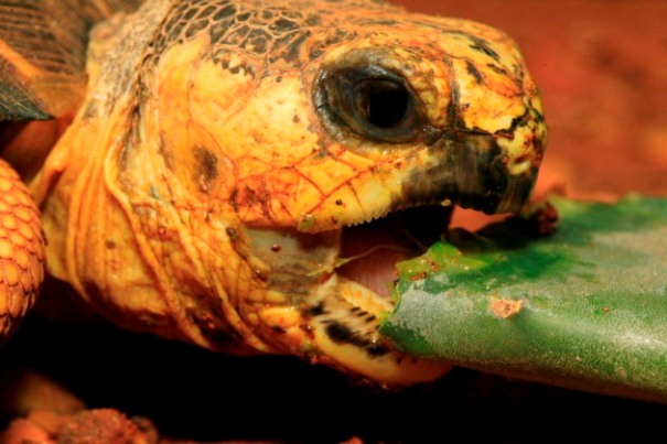Radiated Tortoise, Up Close